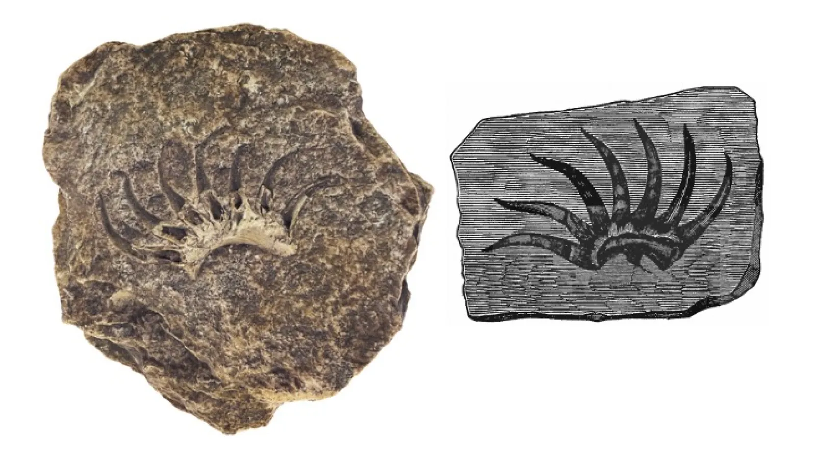 Fish tooth whorl, Onychodus
