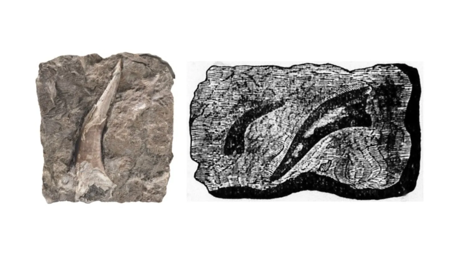 Fish teeth, Onychodus sigmoids