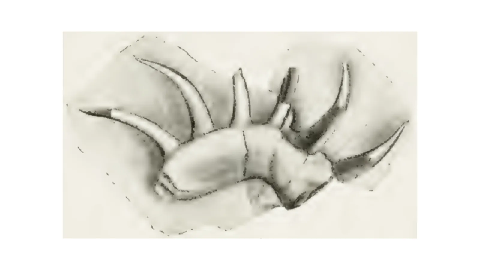 Sarcopterygian fish tooth whorl