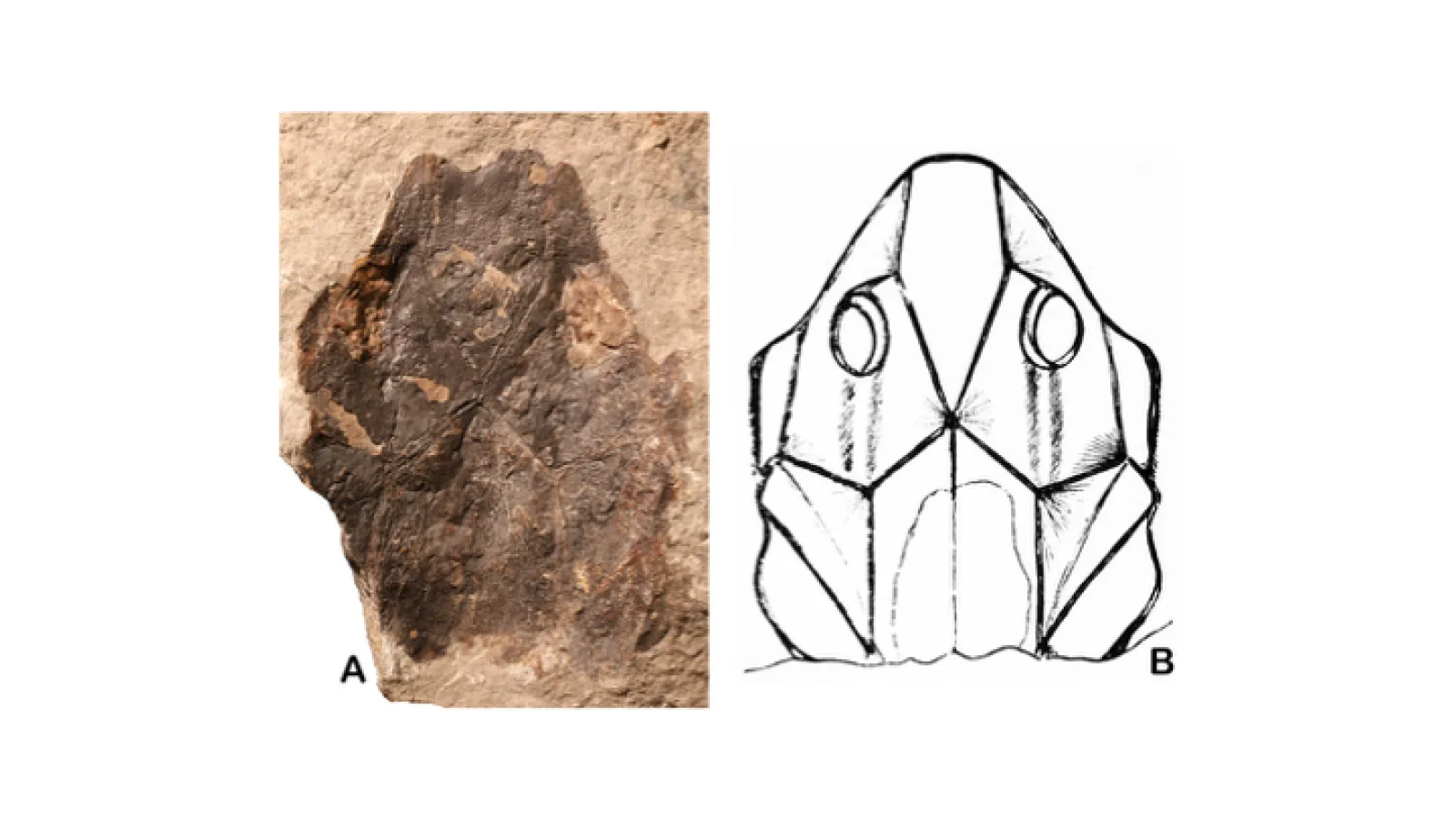 Devonian fossil fish