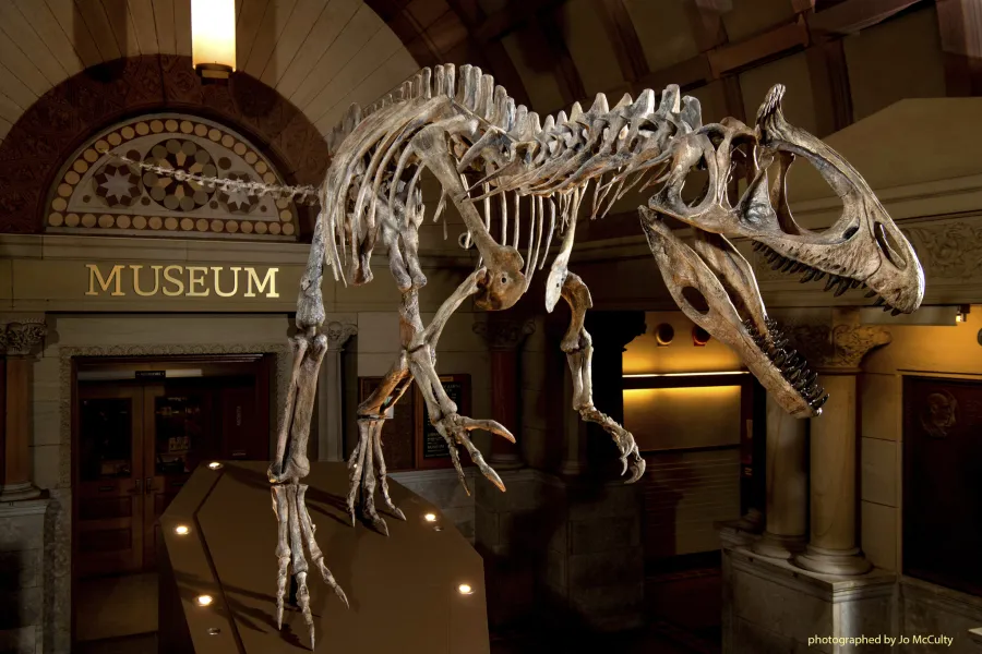 Dinosaur