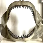 Jaws of the giant shark megalodon