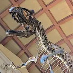 Comparing the fossil with a reconstruction