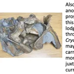 Also- ribs of a prosauropod