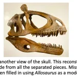 Reconstructed skull