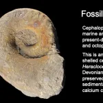 Fossil cephalopod