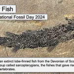 Lobe-fin fish fossil
